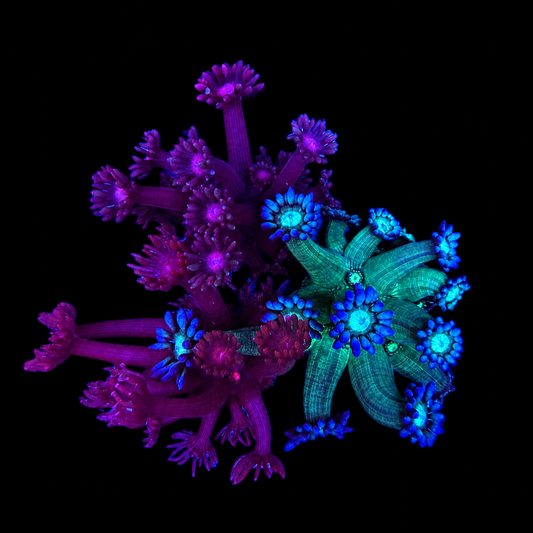 WYSIWYG Goniopora Coral Garden