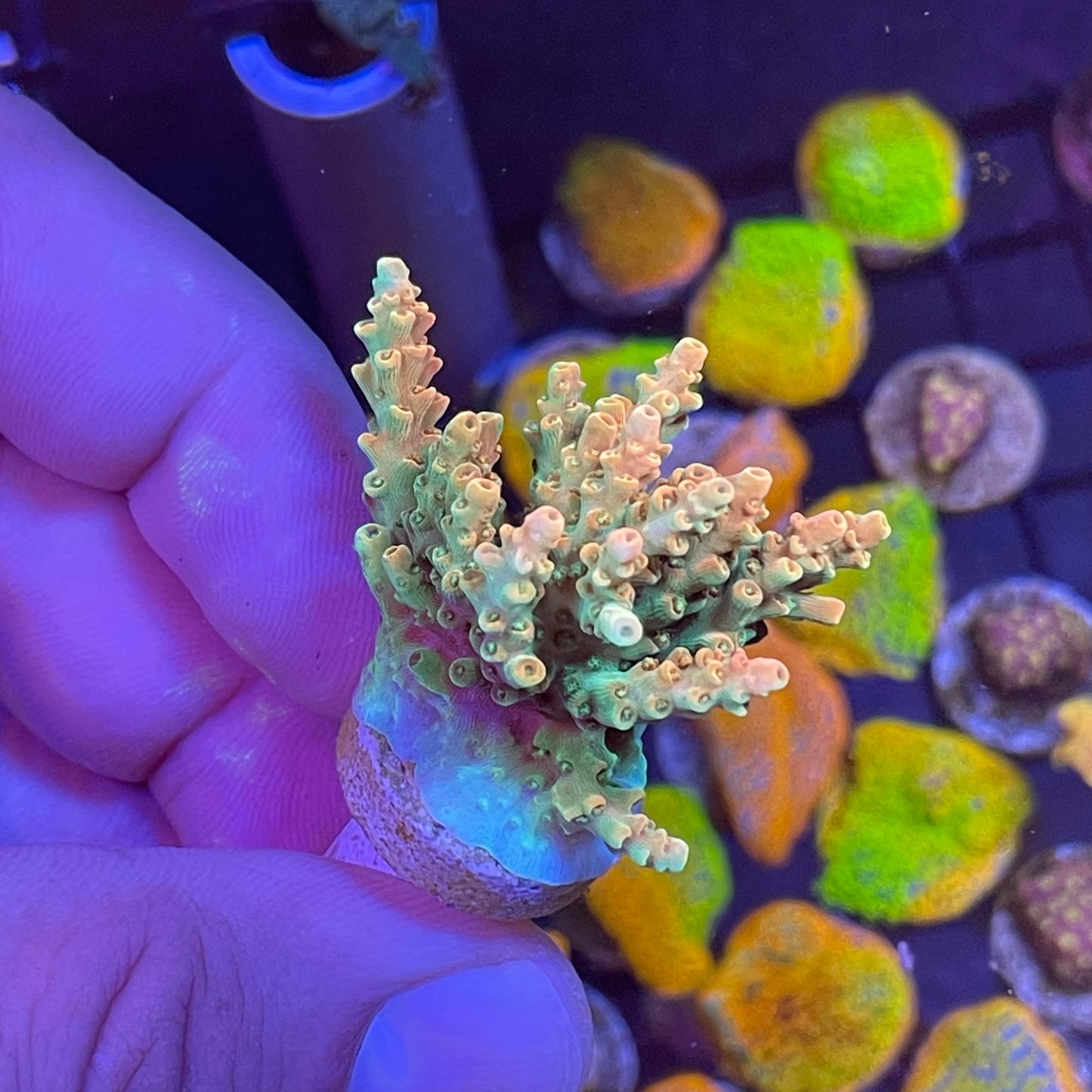 WYSIWYG Bill Murray Acropora