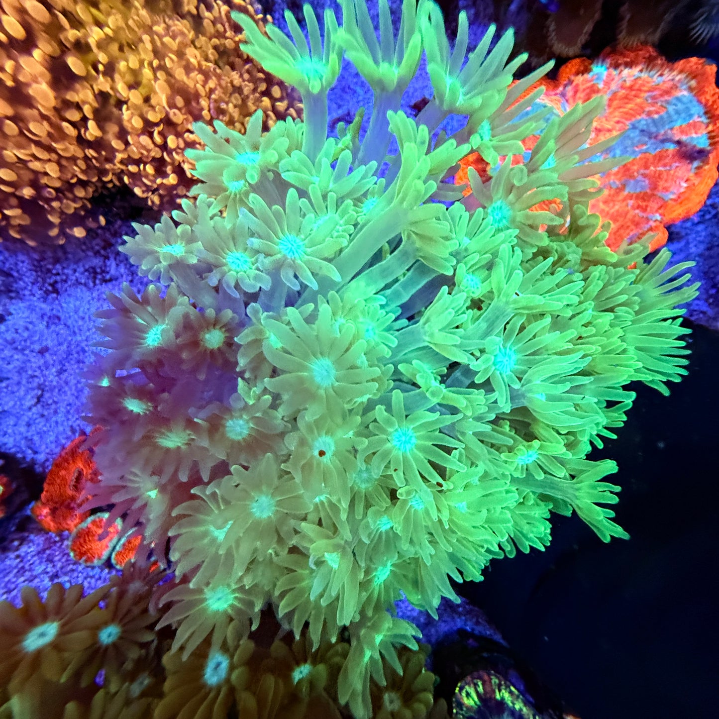 WYSIWYG Green Gonipora