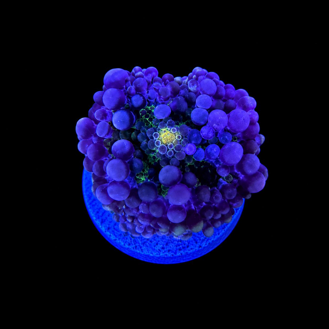 WYSIWYG High End Yuma Coral