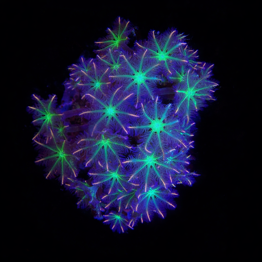 WYSIWYG Ultra Clove Polyp coral