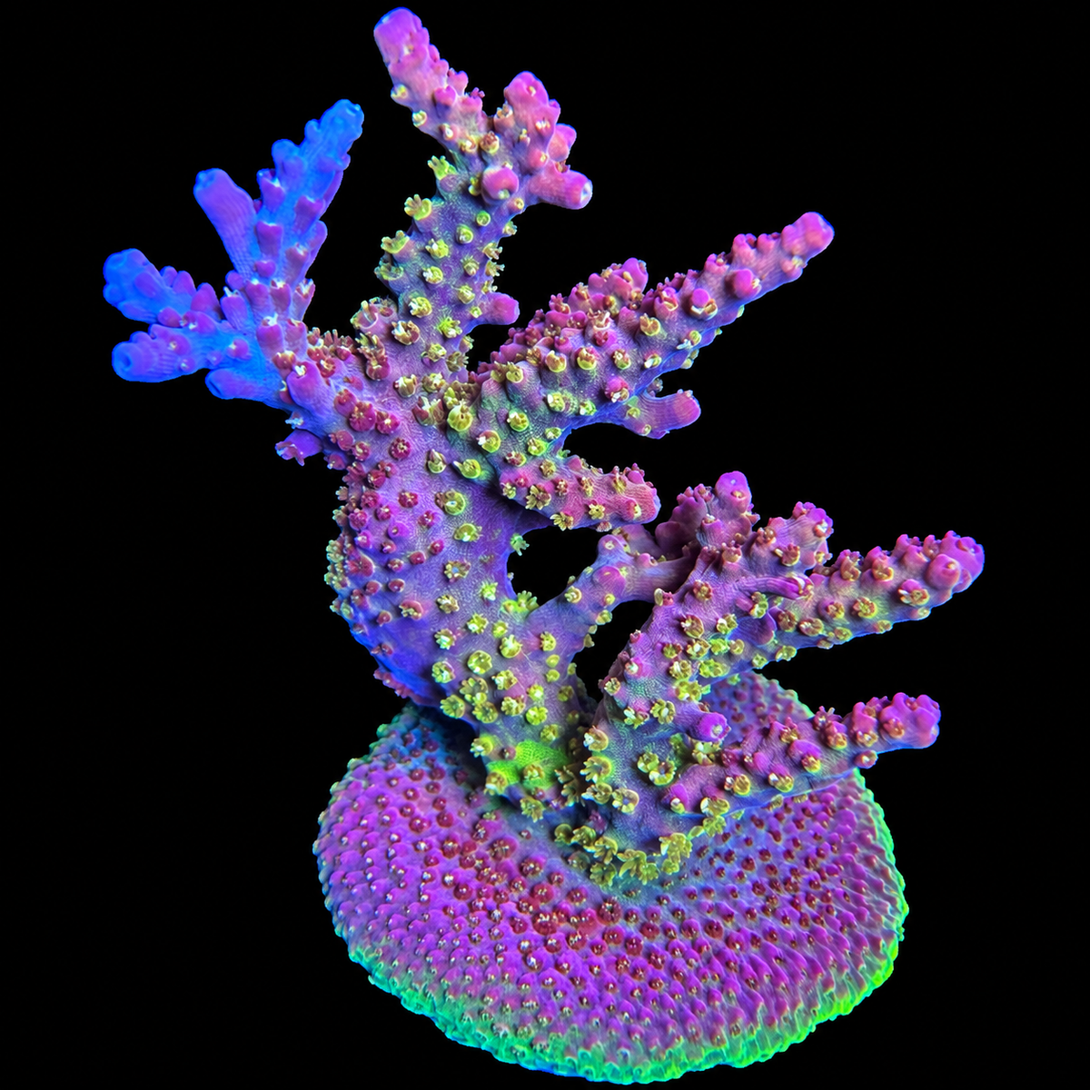 WYSIWYG TSA Grape Ape Acropora Colony