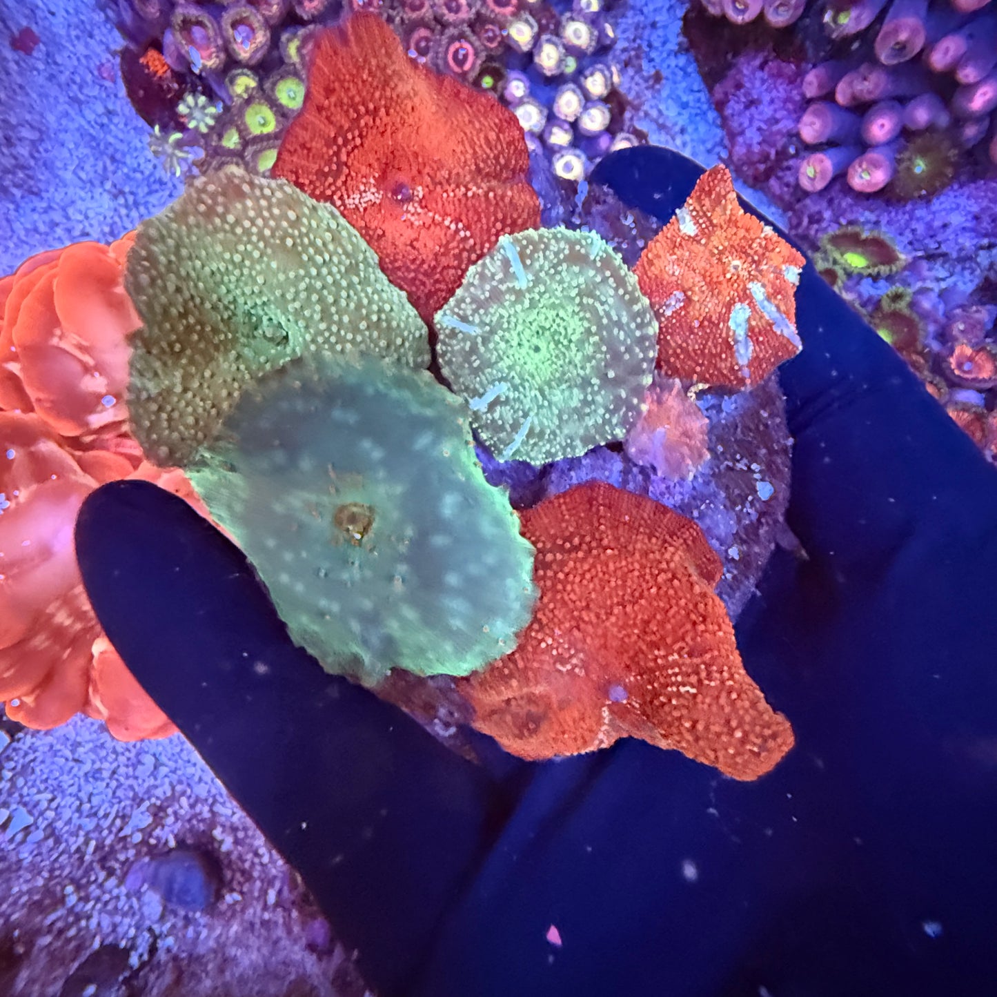 WYSIWYG Discosoma Mushroom Rock