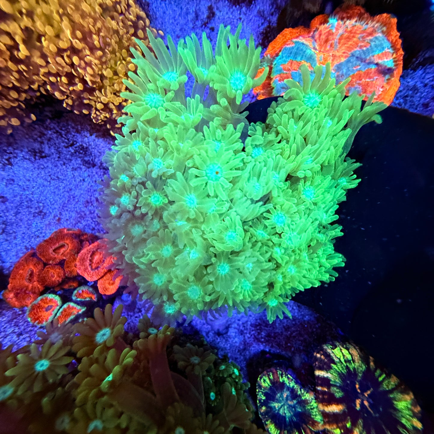 WYSIWYG Green Gonipora