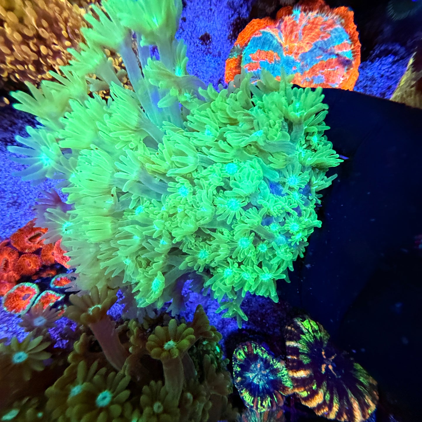 WYSIWYG Green Gonipora