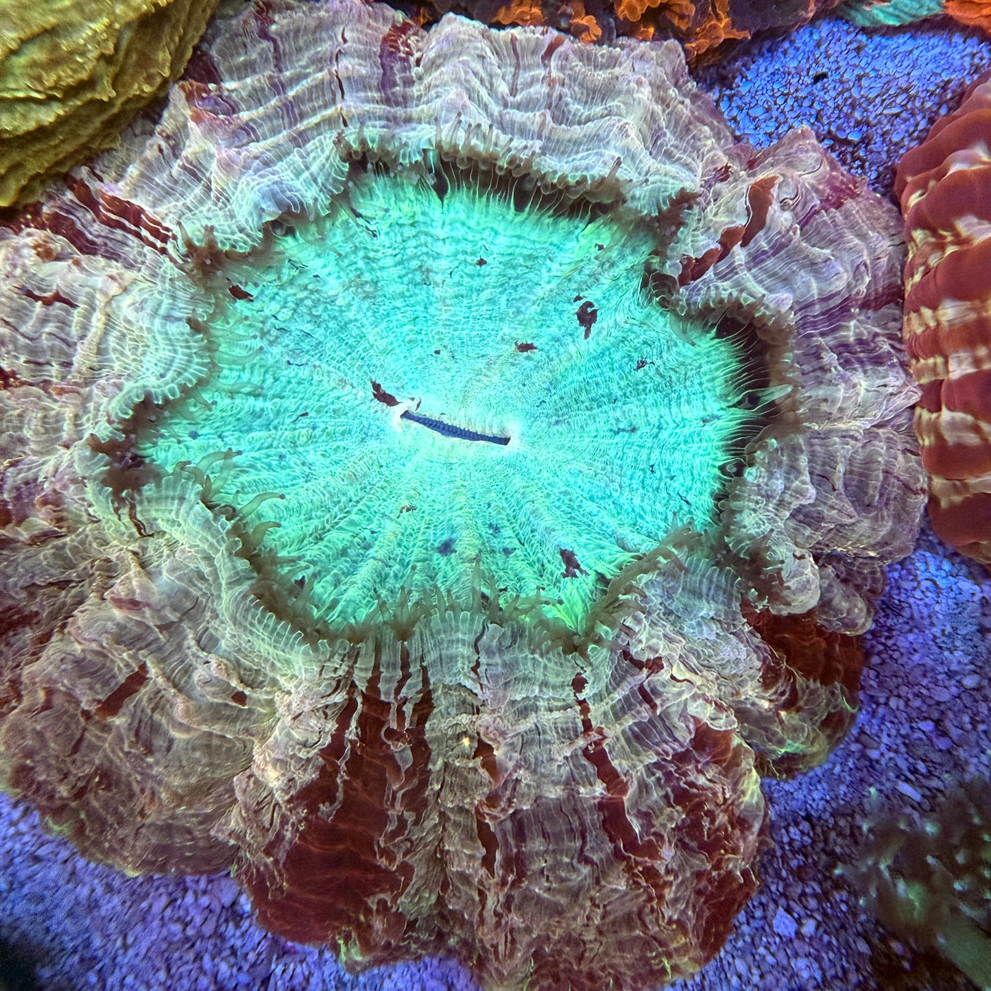 WYSIWYG Acanthophyllia Coral