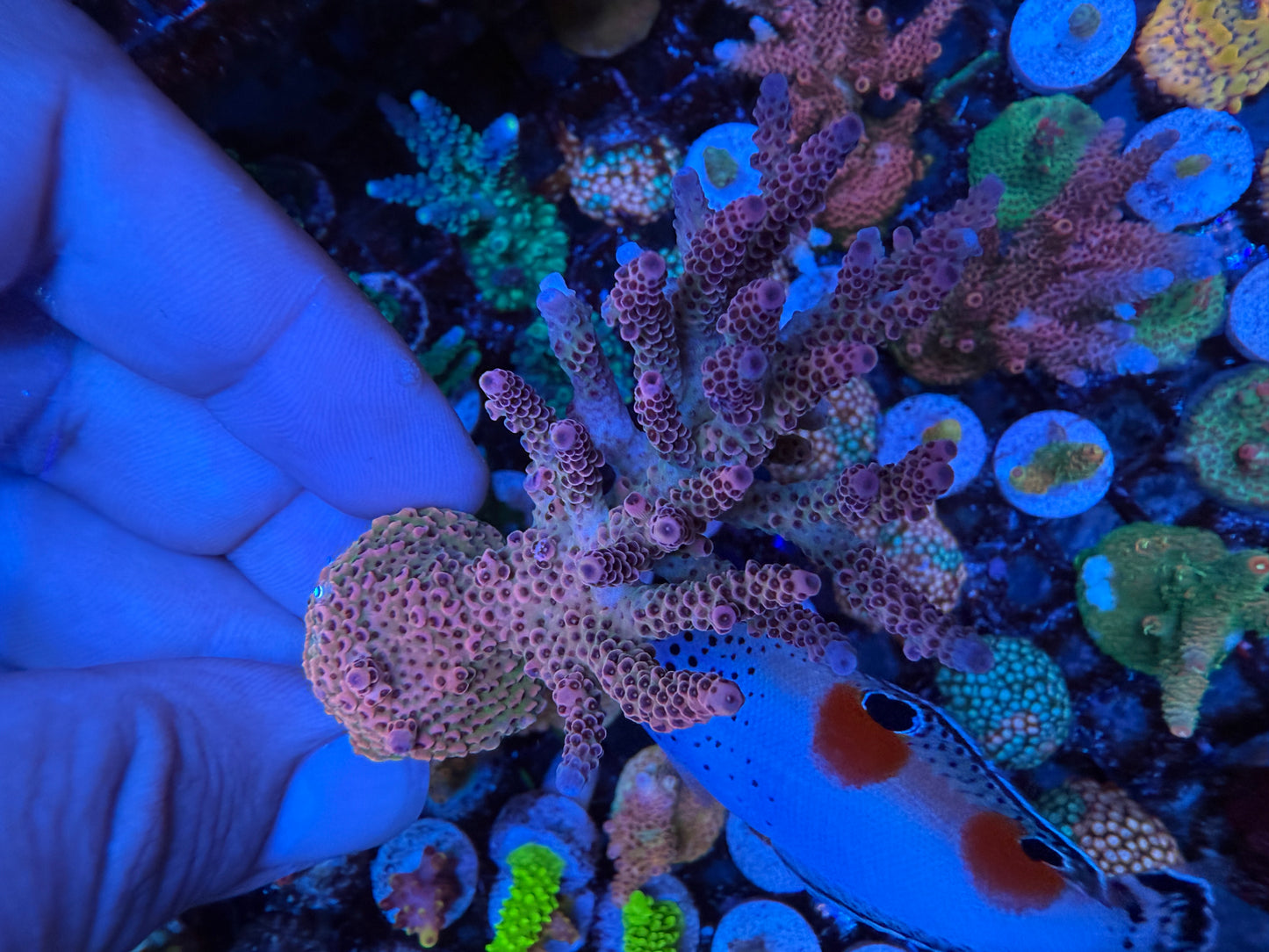 AS Rainbow Millepora Acropora