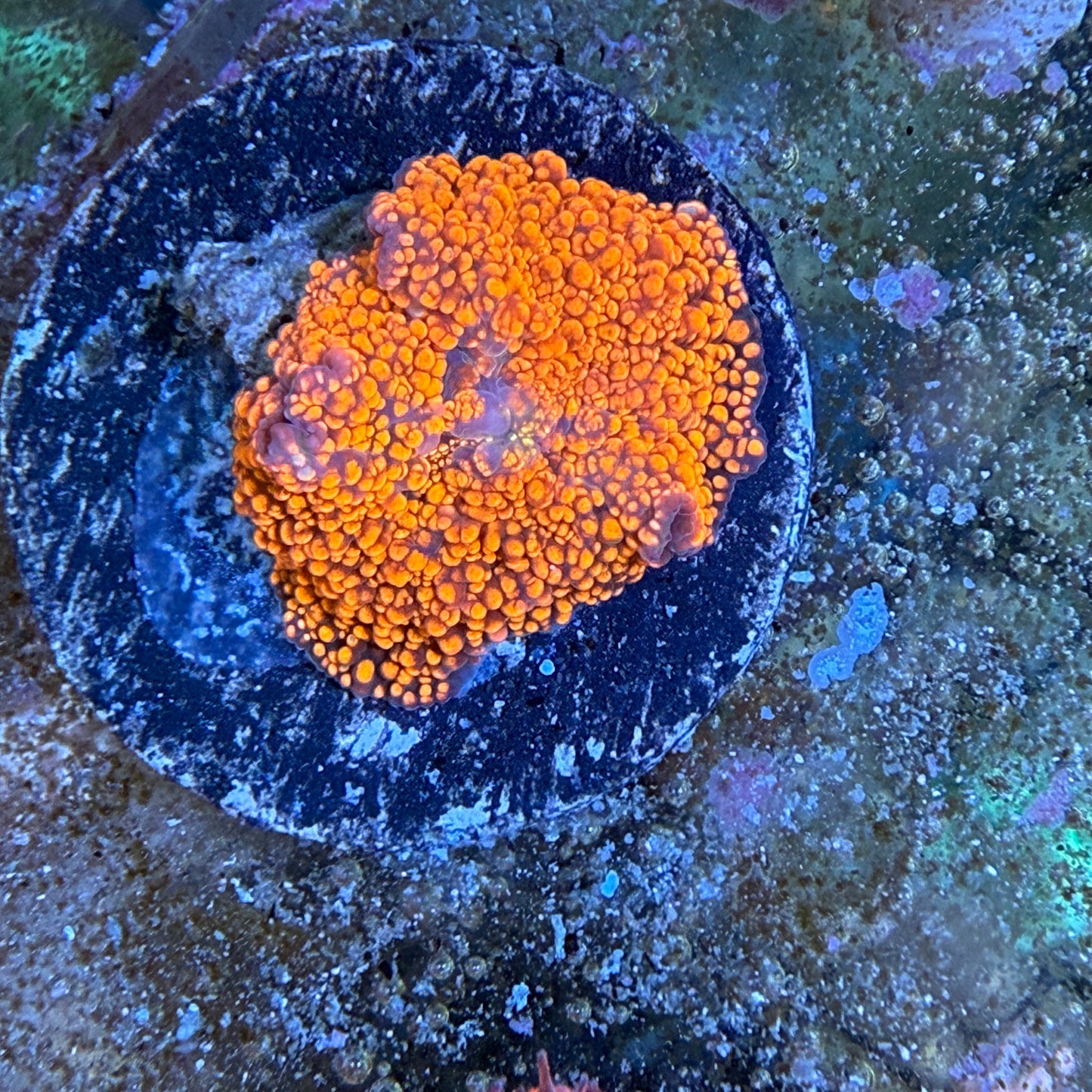 WYSIWYG High End Mushroom Coral