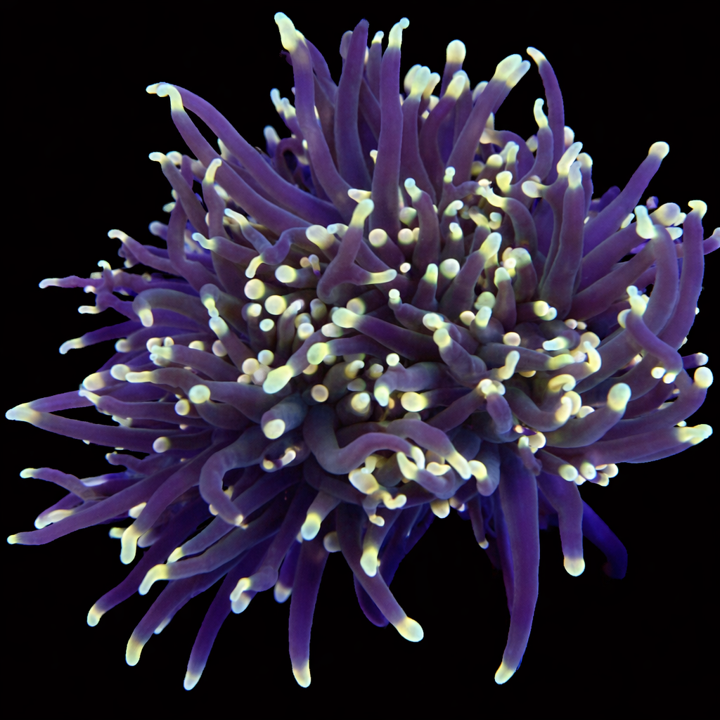 WYSIWYG Indo Torch Coral