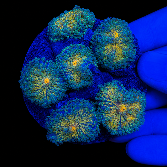 WYSIWYG High End Yuma Mushroom Rock Coral