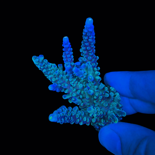 WYSIWYG OG Oregon Tort Coral Colony