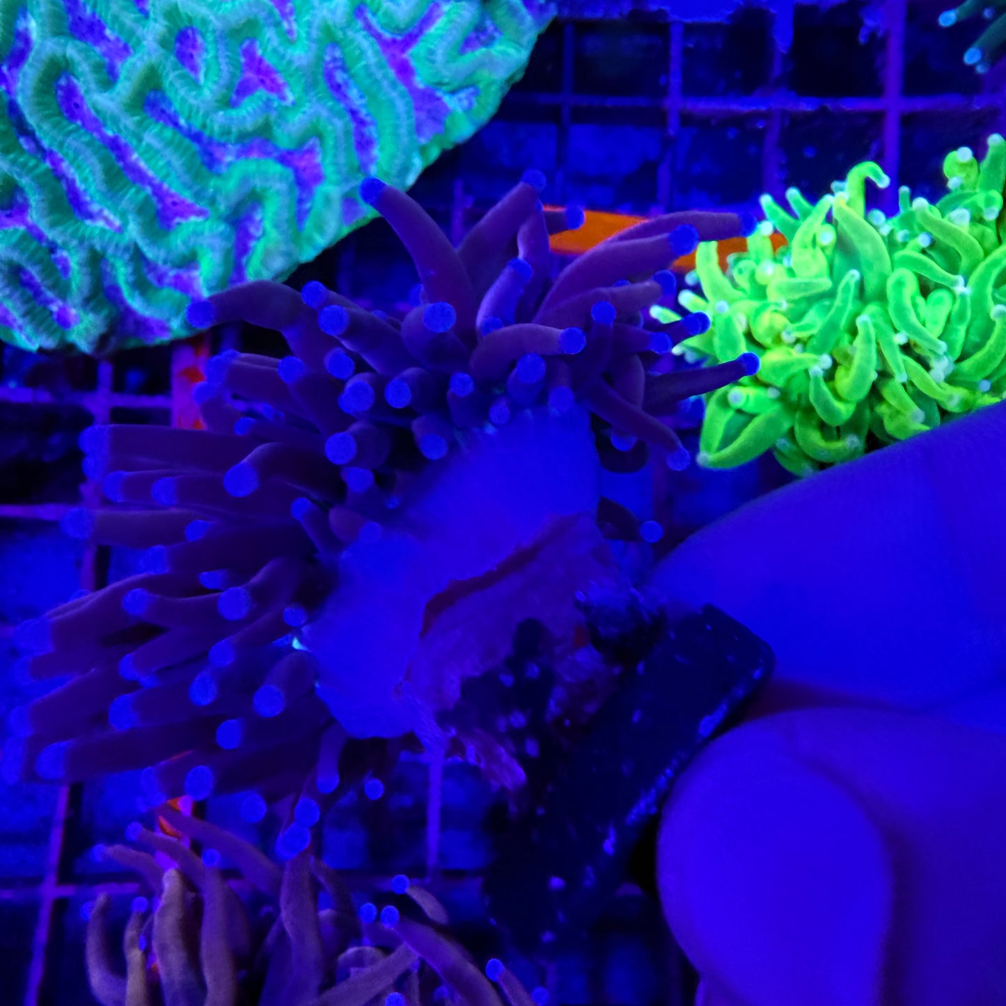 WYSIWYG Ultra Knicks Torch Coral