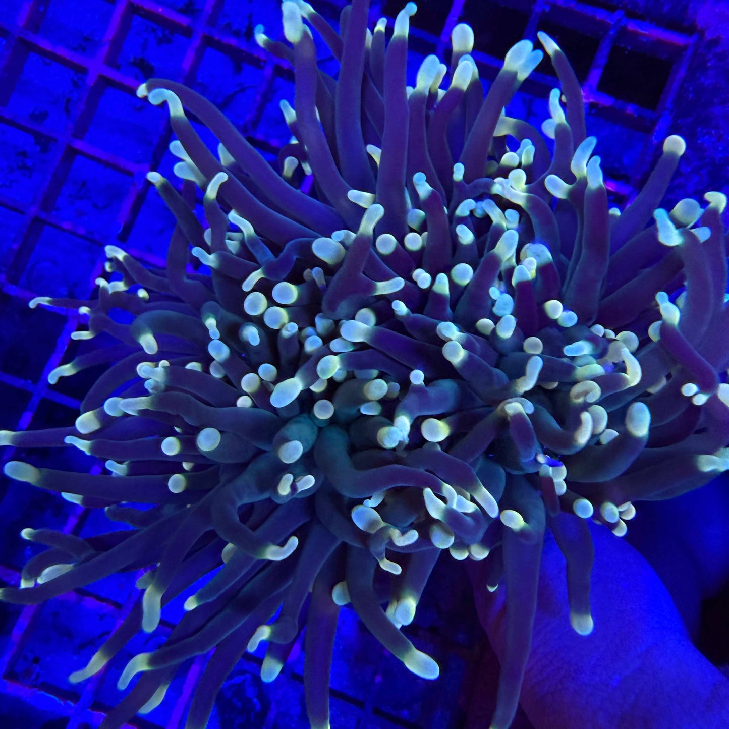 WYSIWYG Indo Torch Coral
