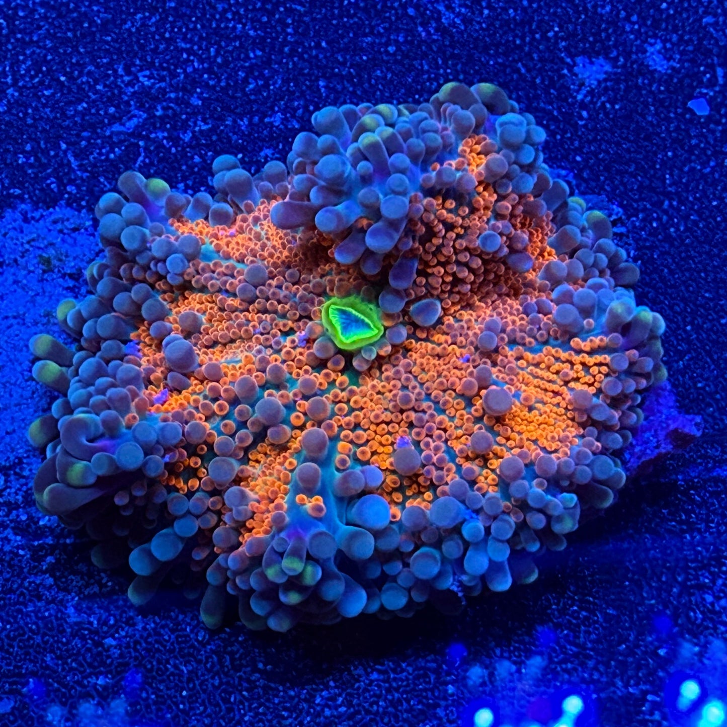 WYSIWYG Ultra Yuma Mushroom Coral
