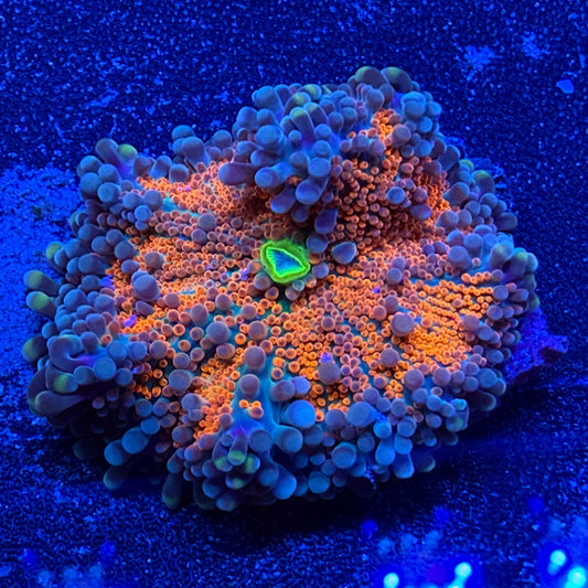 WYSIWYG Ultra Yuma Mushroom