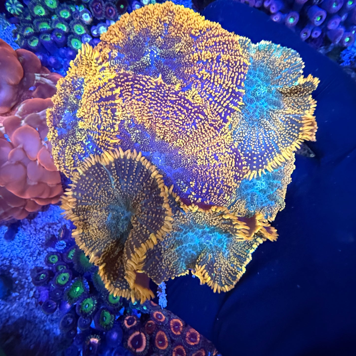 WYSIWYG Mushroom Rock