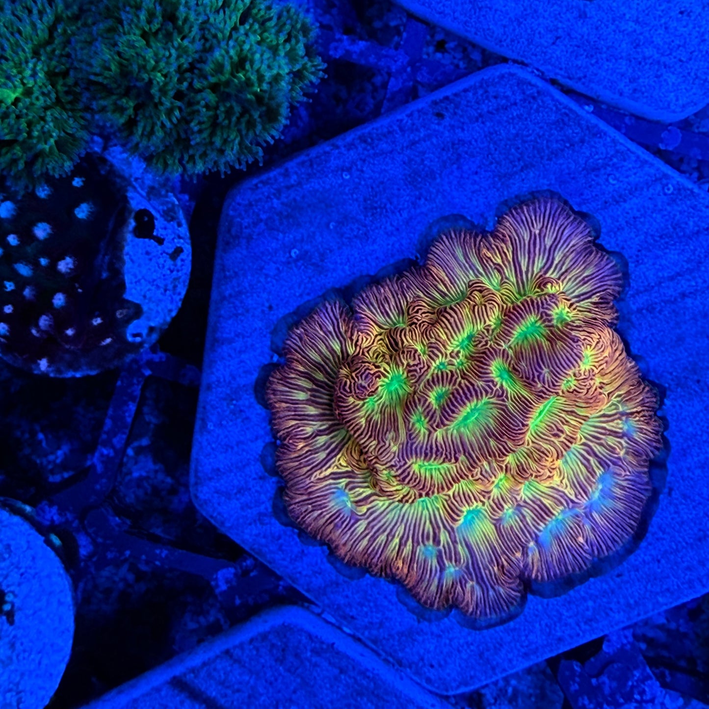 Jack O Lantern Leptoseris