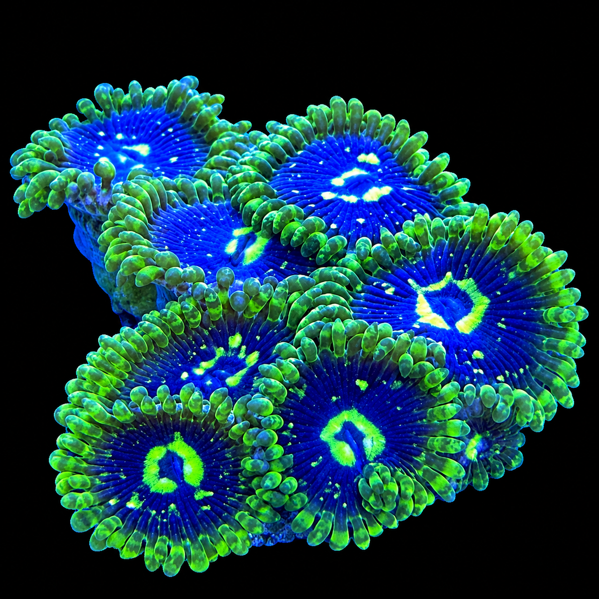 WWC Exosphere Zoanthids Coral