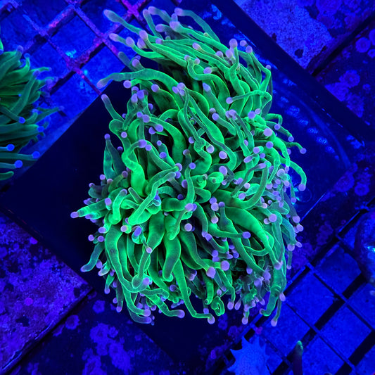 WYSIWYG Cotton Candy Torch