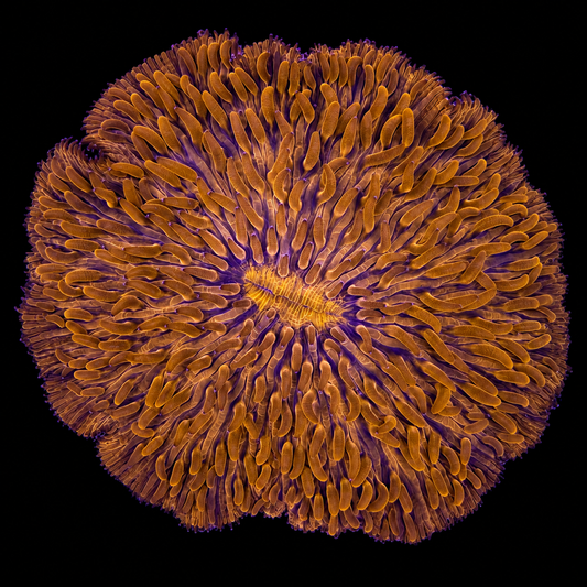 WYSIWYG LG Orange Plate Coral