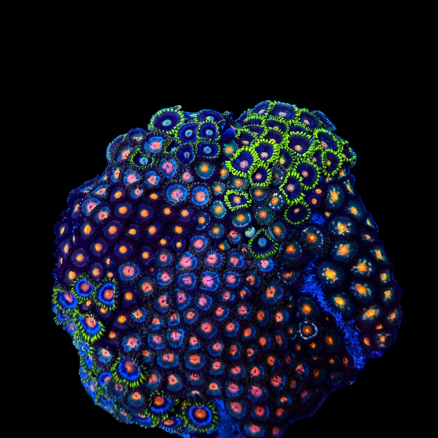 WYSIWYG Zoa Garden Rock