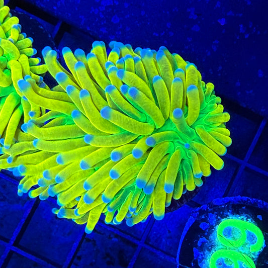 WYSIWYG Banana HG Torch