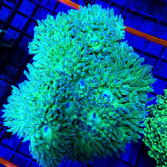 WYSIWYG XLG Duncan Colony