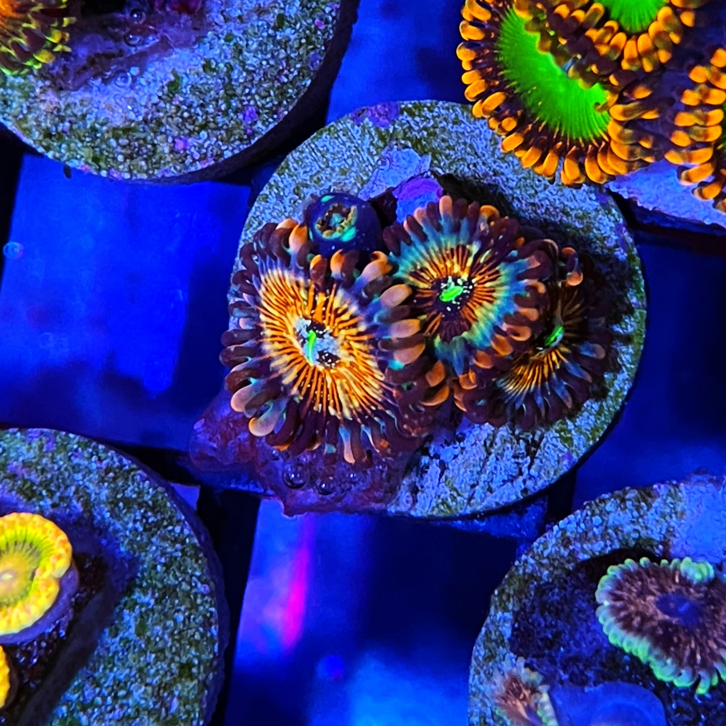 White Zombie Zoanthids