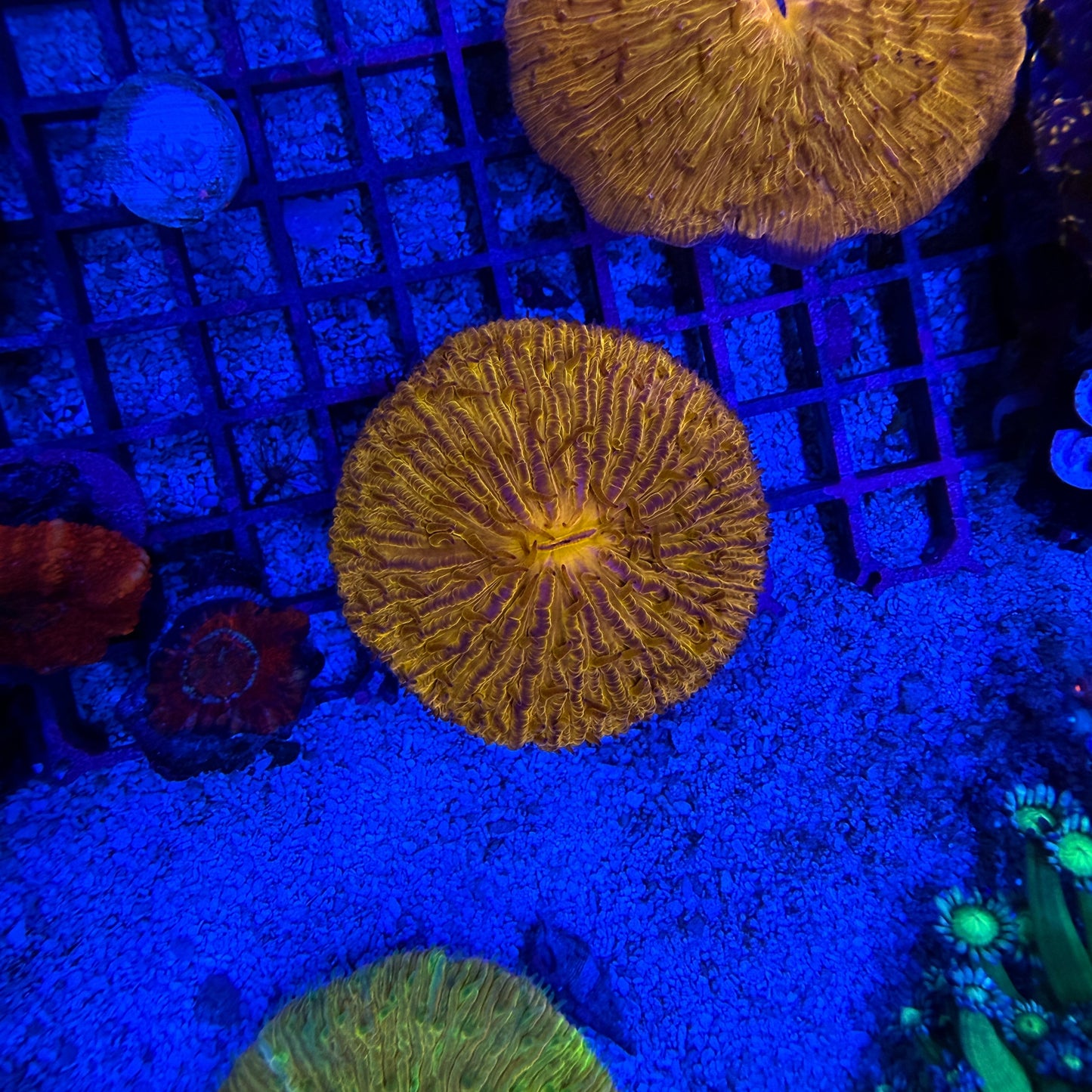 WYSIWYG Orange Fungia Plate Coral