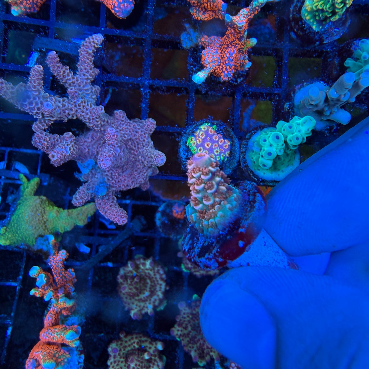 WYSIWYG Cherry Bomb Coral