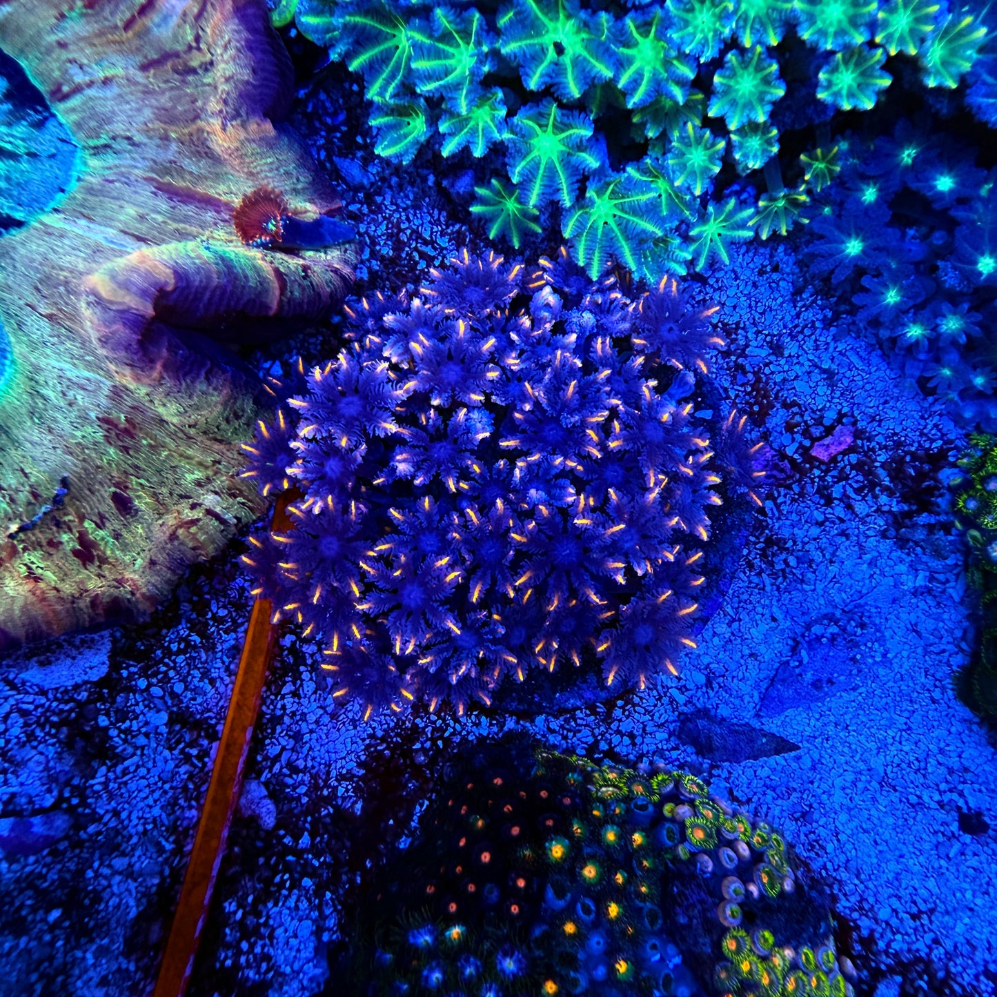 WYSIWYG Candy Corn Clove Polyp Colony