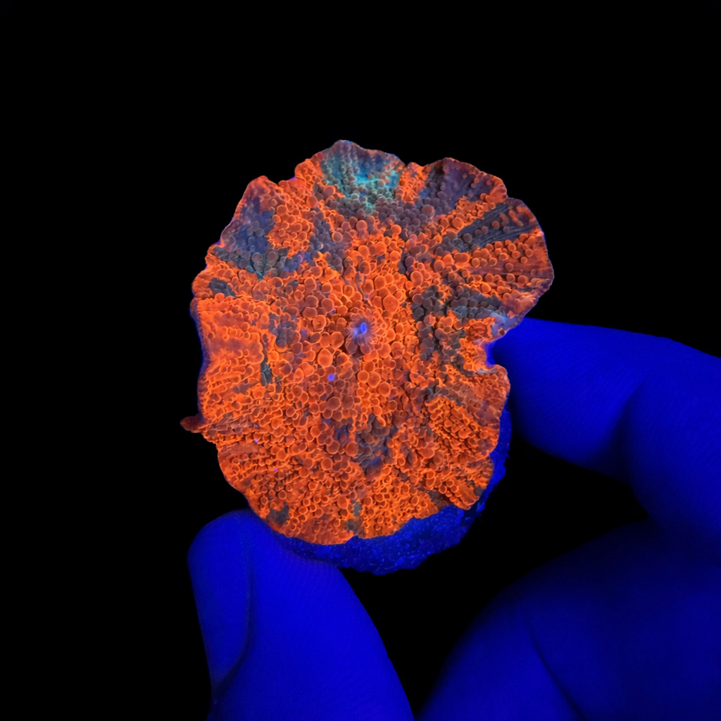 WYSIWYG Candy Crush Mushroom Coral