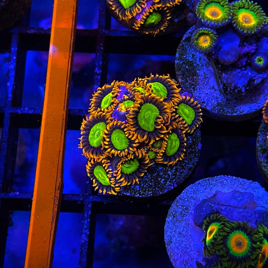 Mandarin Orange Zoanthids