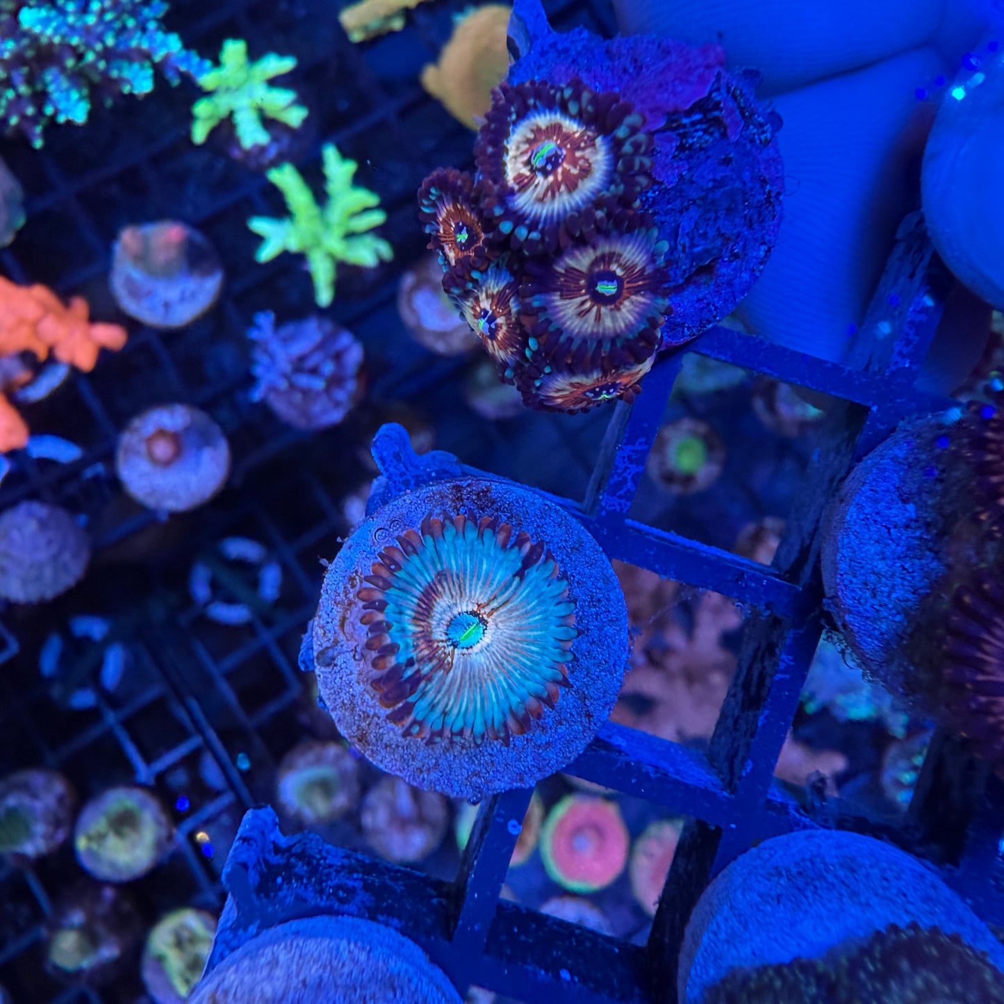 WYSIWYG White Zombie Zoa