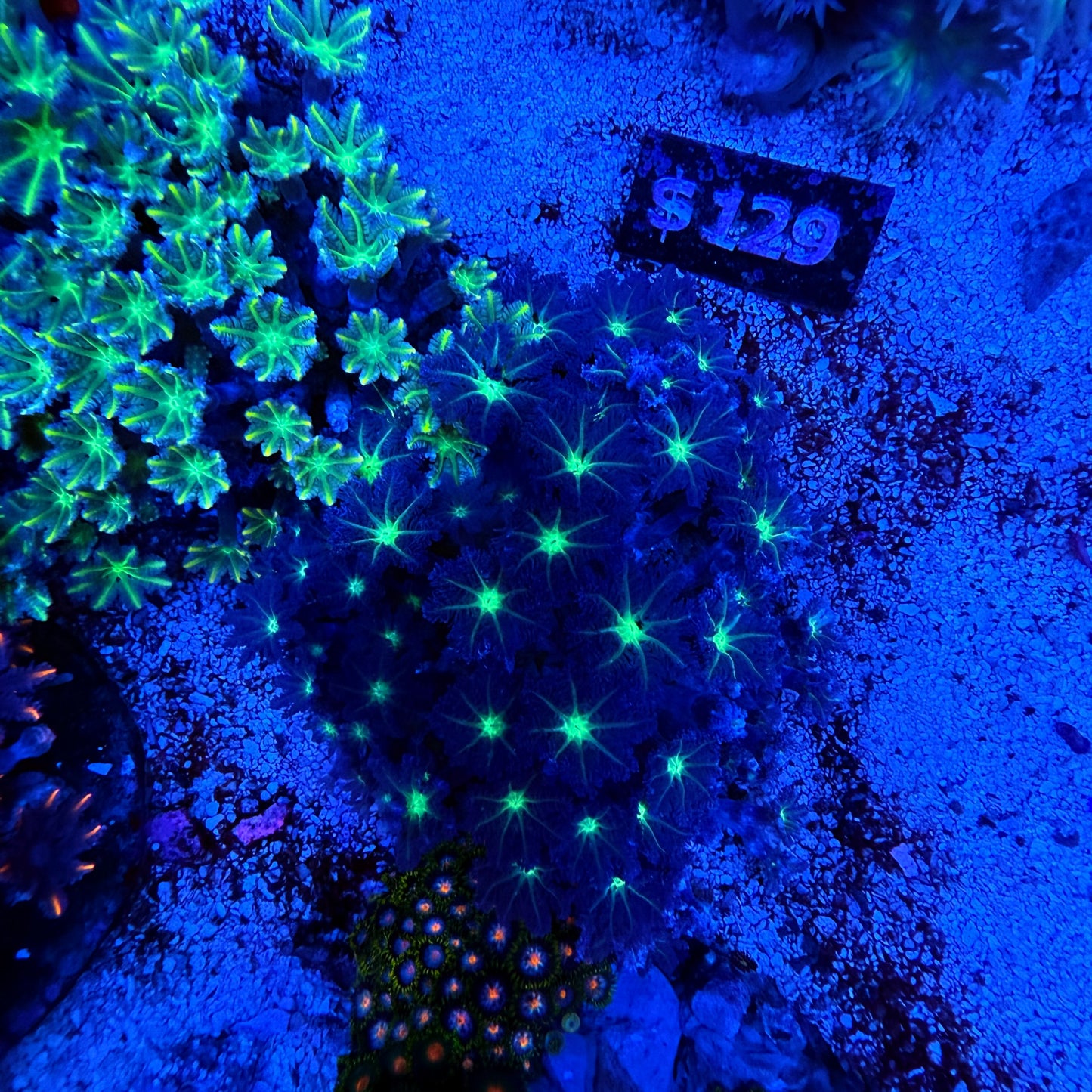 WYSIWYG Clove Polyp Colony