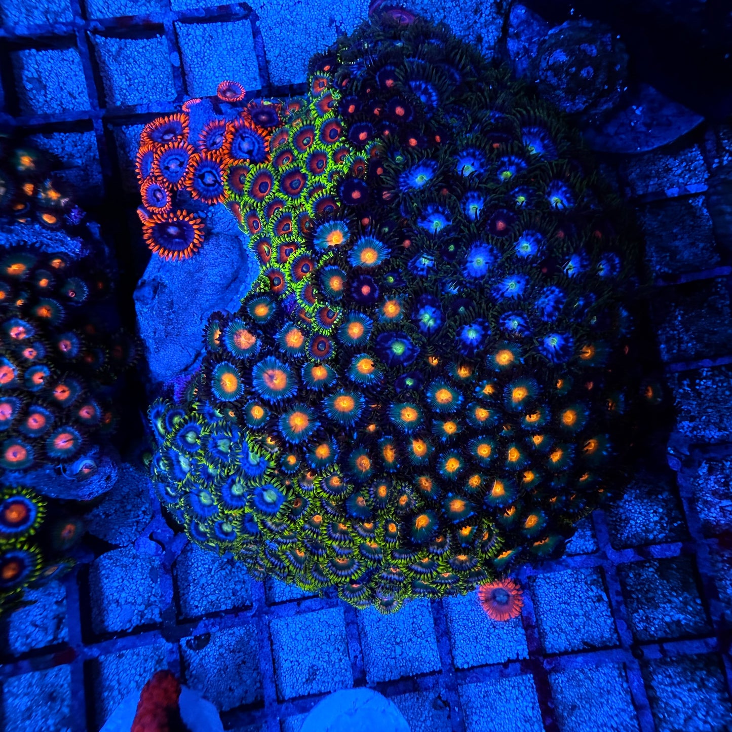 WYSIWYG Zoa Garden Rock