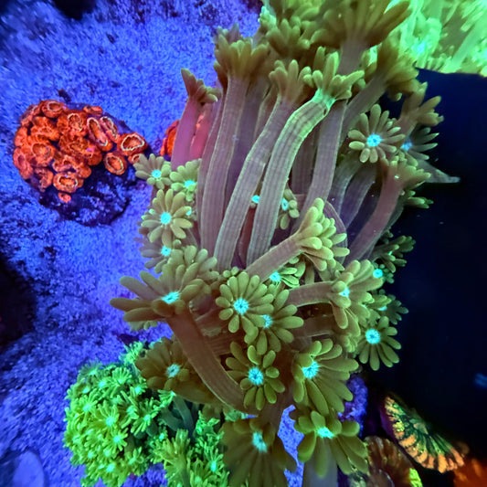 WYSIWYG Green Gonipora