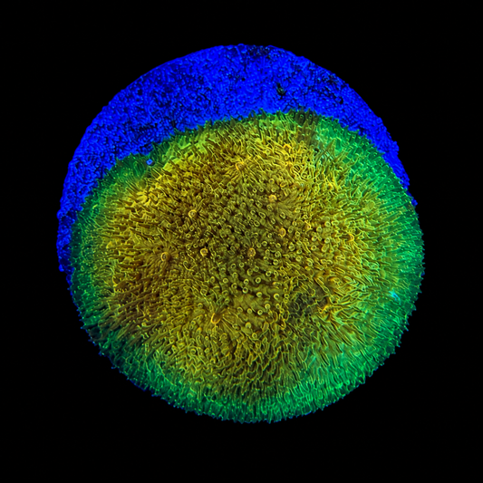 WWC Lemon Lime Psammocora Coral