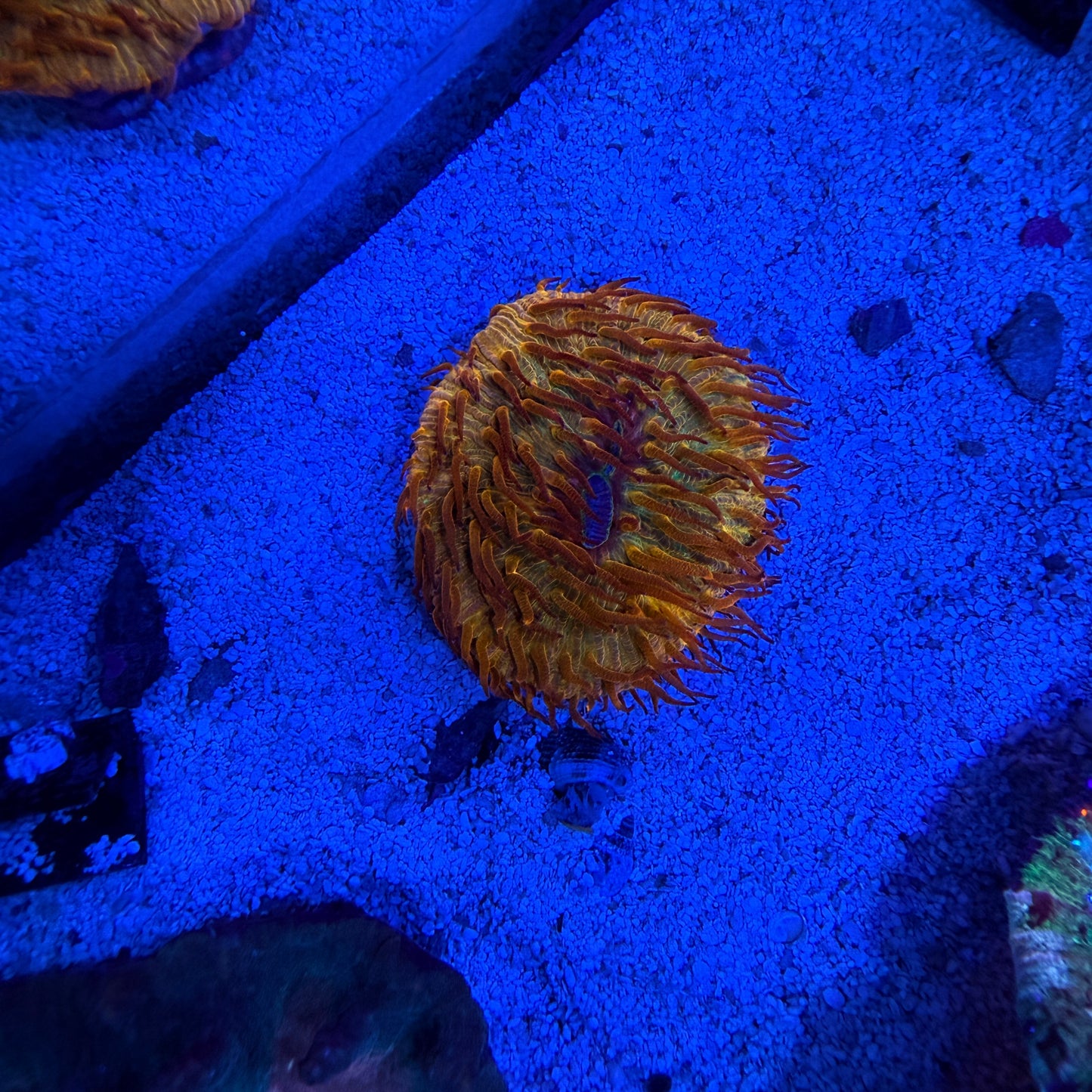 WYSIWYG Orange Fungia Plate Coral