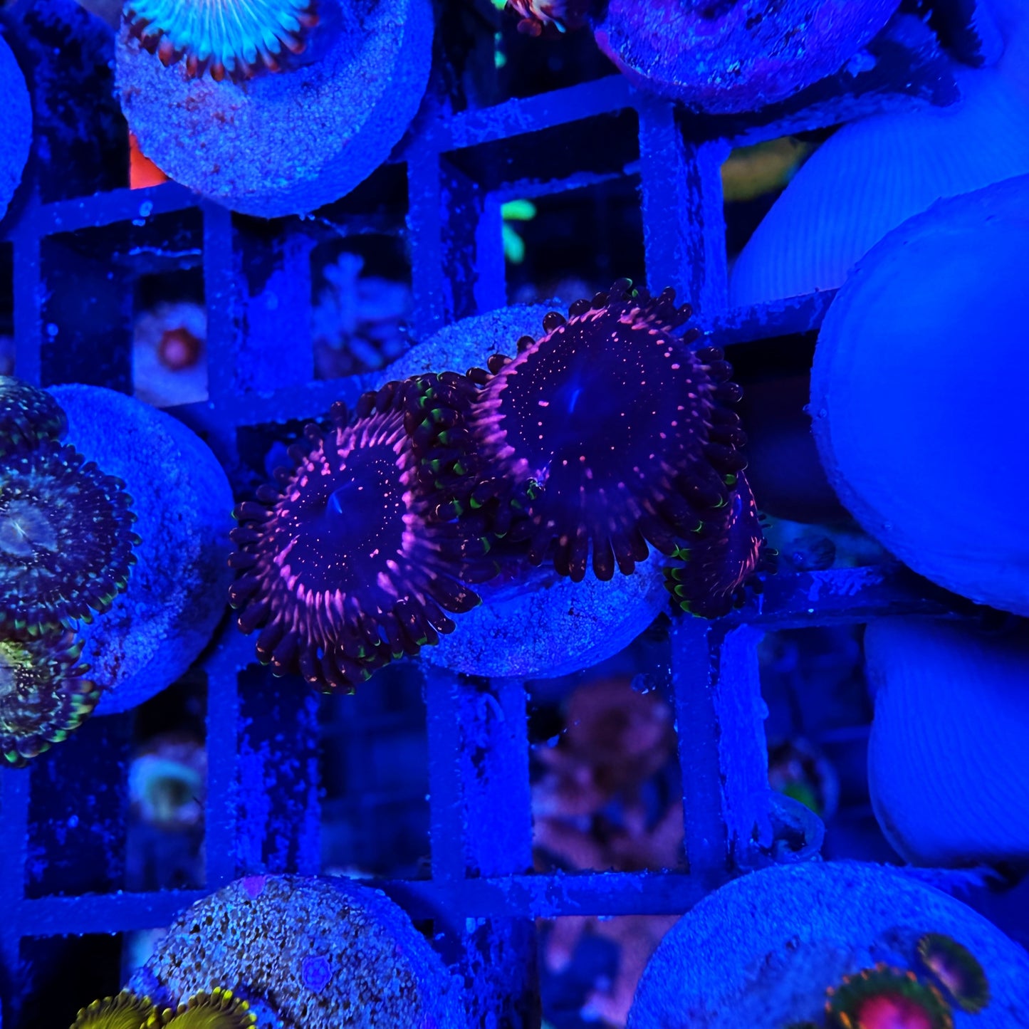 WYSIWYG WWC Tasers Zoa