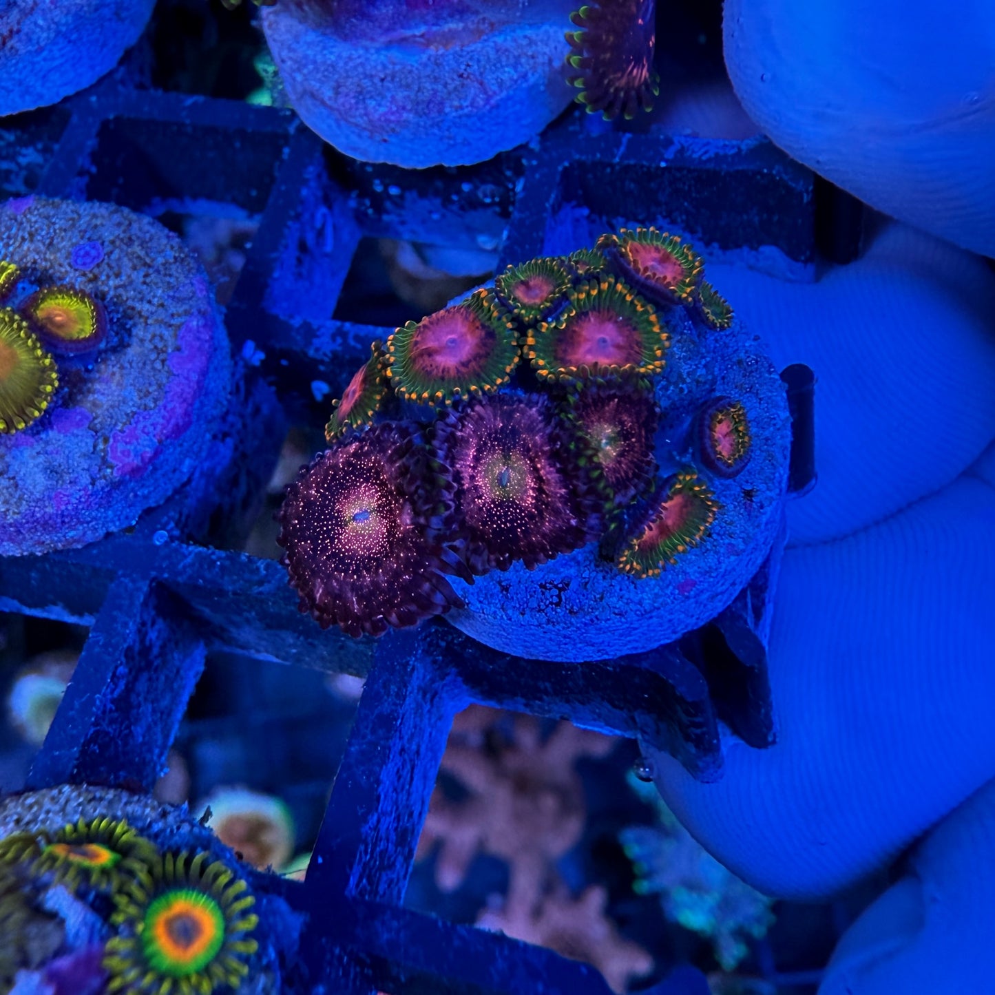 WYSIWYG Awesome Blossom/Nebula Zoa