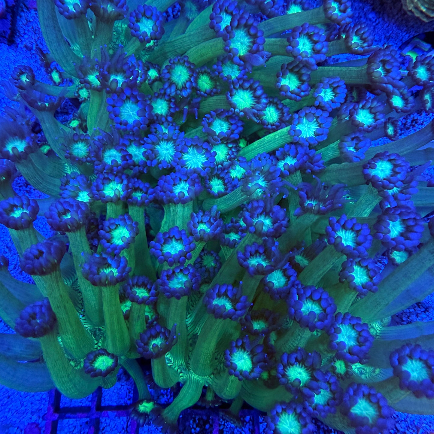 Purple Tip Goniopora Coral Frags