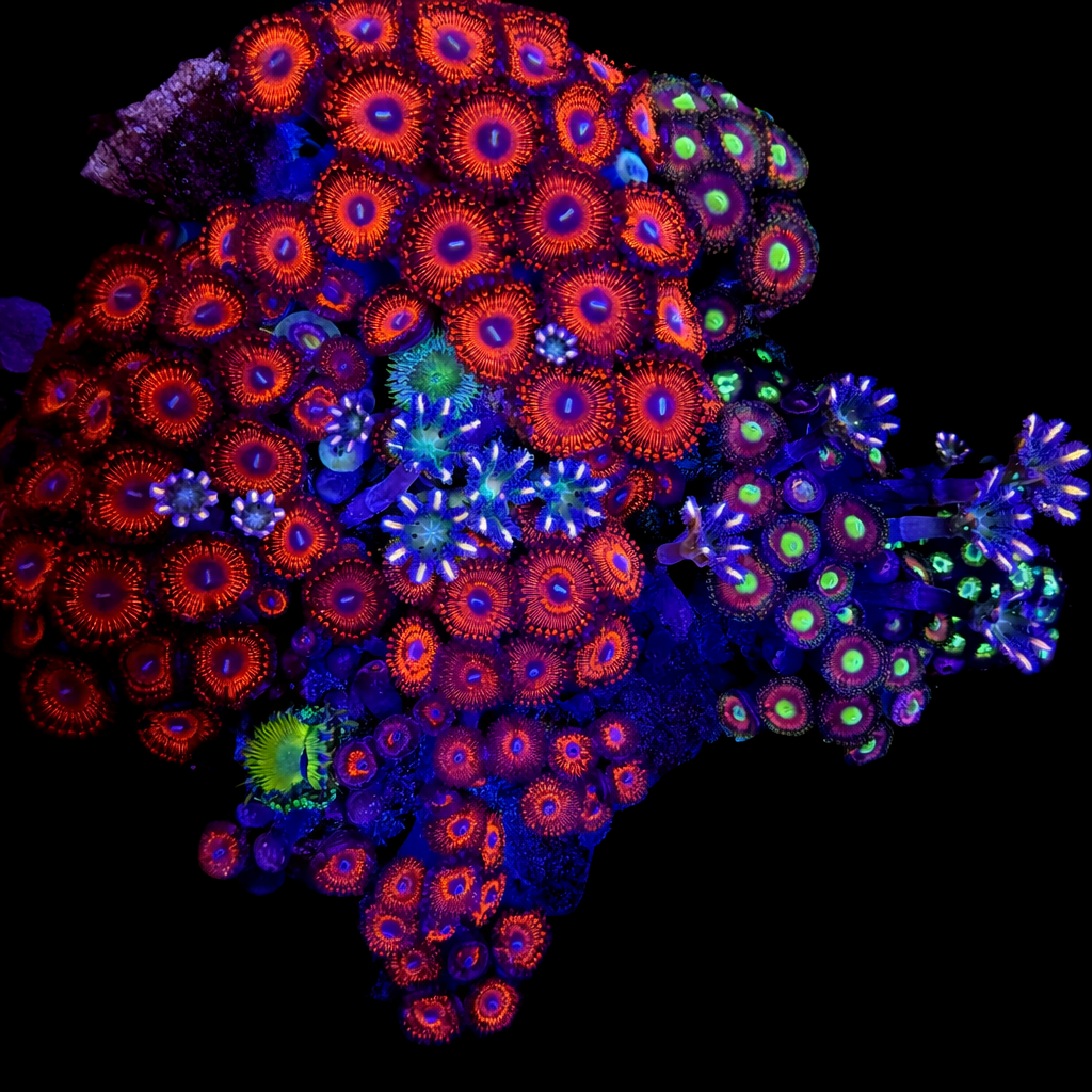 WYSIWYG Zoanthid and Polyp Garden