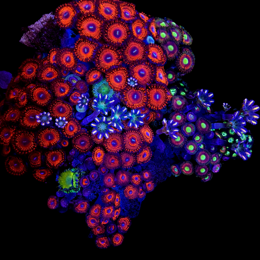 WYSIWYG Zoanthid and Polyp Garden