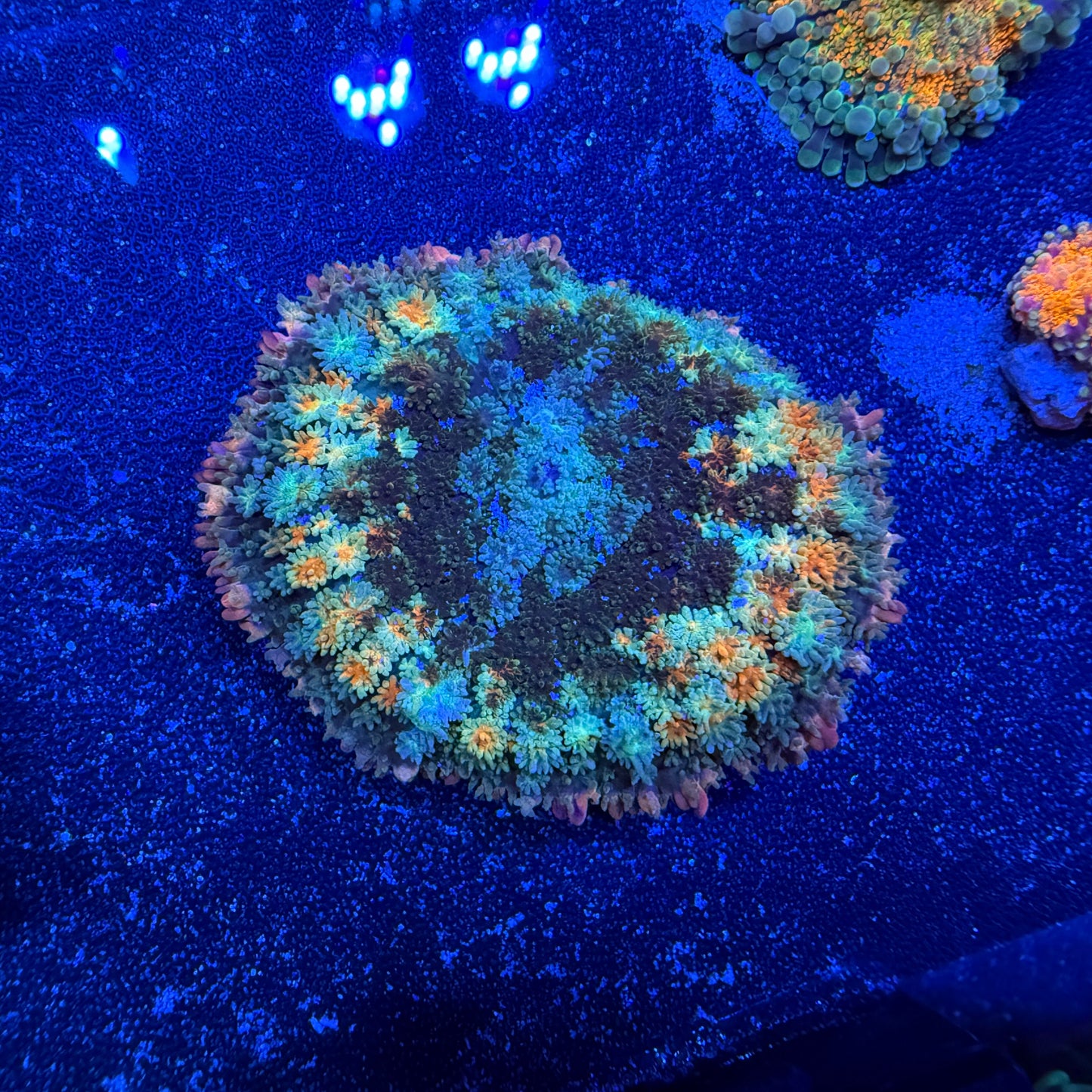 WYSIWYG Frankie’s Bride Mushroom