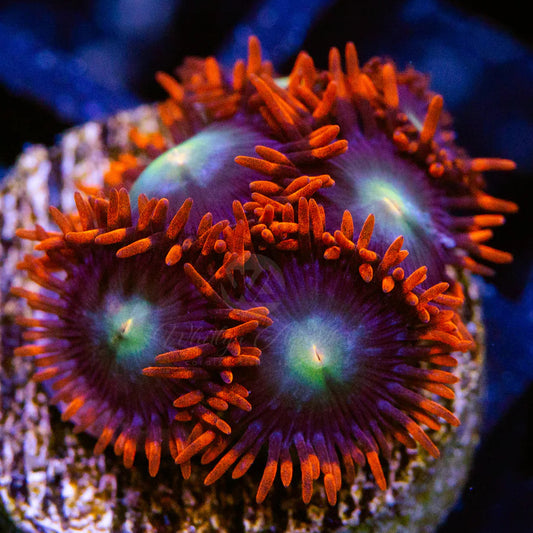 Punk Rockers Zoanthid coral