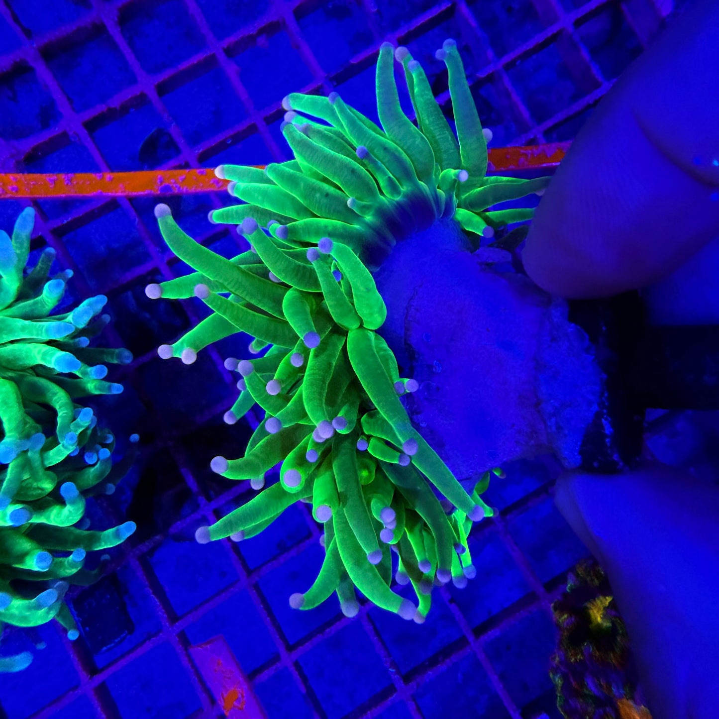 WYSIWYG Pink Tip Holy Grail Torch Coral