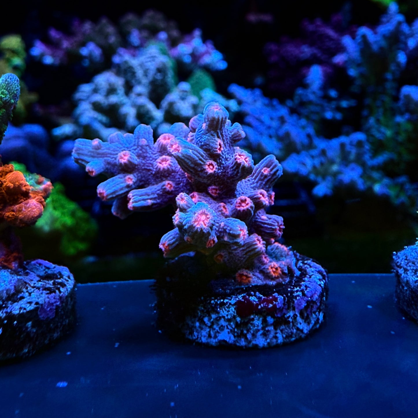 WYSIWYG Branching Cyphastrea