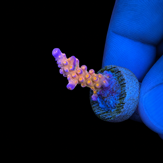 WYSIWYG Merlin Staff Acropora Coral Frag