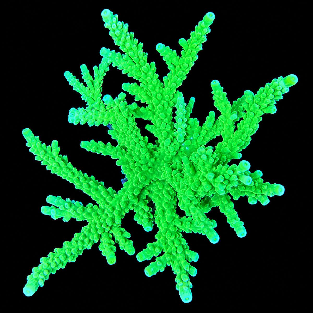 ORA Frogskin Acropora Coral